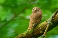 Kulíšek nejmenší - Glaucidium passerinum - Eurasian Pygmy-Owl 3060
